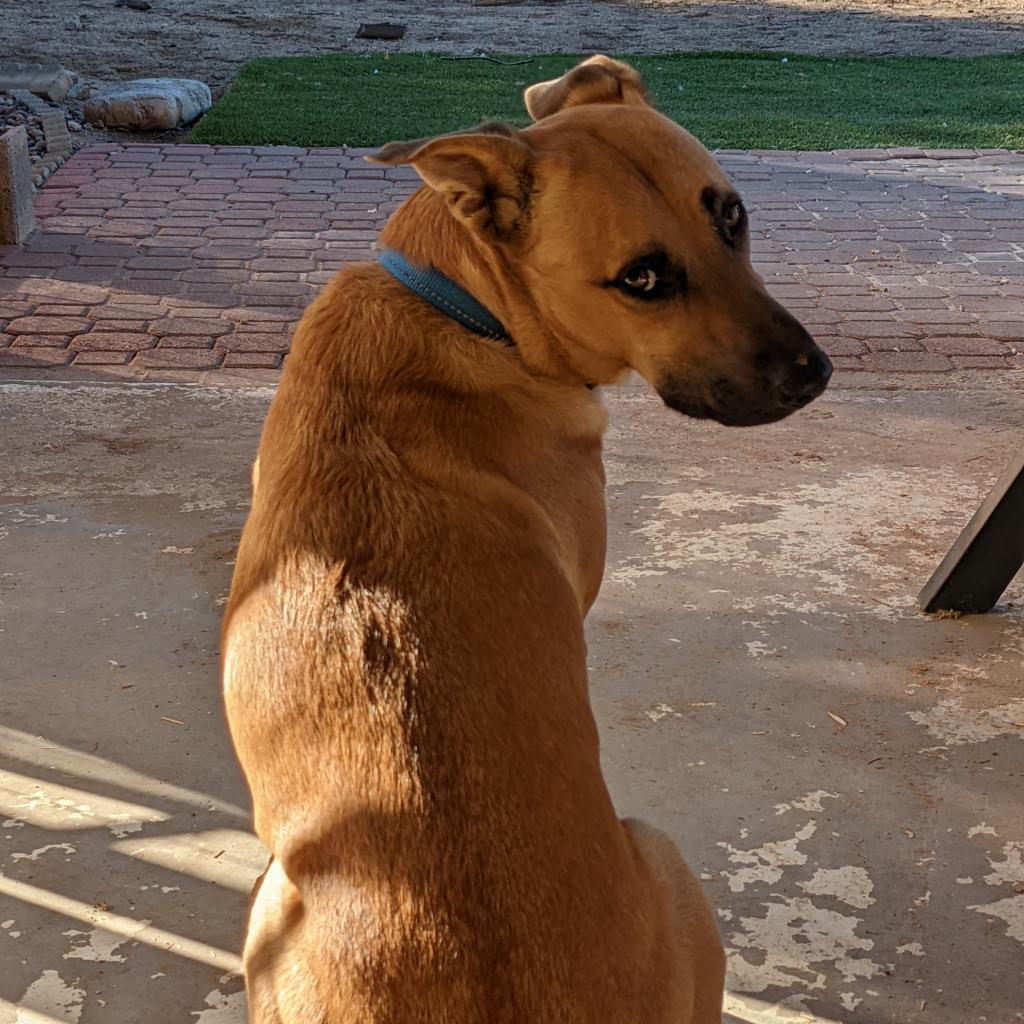 Murphy, an adoptable Shepherd, Black Mouth Cur in Phoenix, AZ, 85028 | Photo Image 4