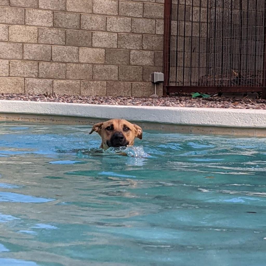 Murphy, an adoptable Shepherd, Black Mouth Cur in Phoenix, AZ, 85028 | Photo Image 5