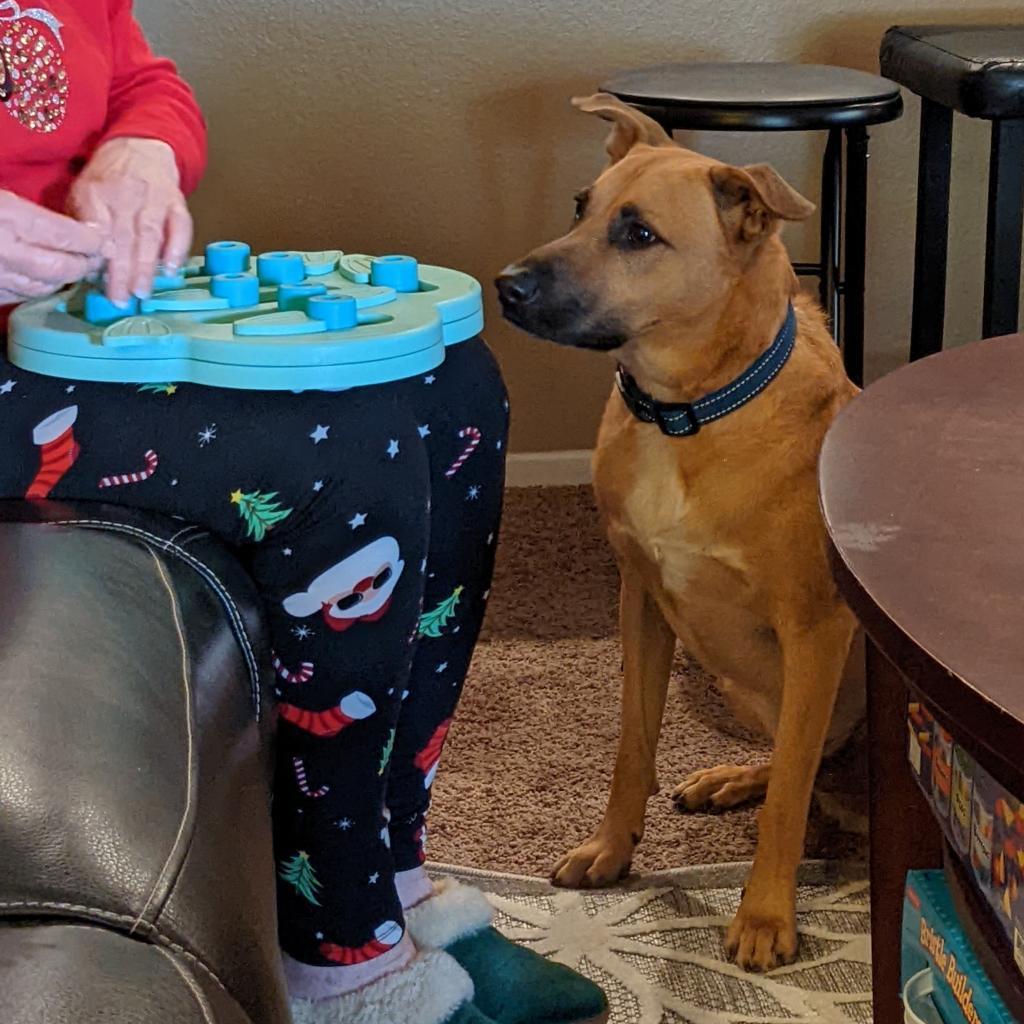 Murphy, an adoptable Shepherd, Black Mouth Cur in Phoenix, AZ, 85028 | Photo Image 6
