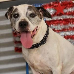 Big Jim, an adoptable Pit Bull Terrier, Boxer in Phoenix, AZ, 85028 | Photo Image 1