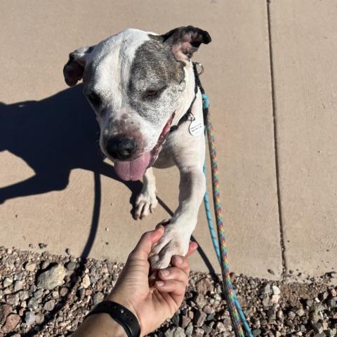 Big Jim, an adoptable Pit Bull Terrier, Boxer in Phoenix, AZ, 85028 | Photo Image 4