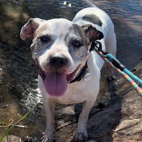 Big Jim, an adoptable Pit Bull Terrier, Boxer in Phoenix, AZ, 85028 | Photo Image 5