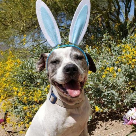 Big Jim, an adoptable Pit Bull Terrier, Boxer in Phoenix, AZ, 85028 | Photo Image 6