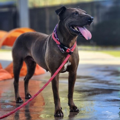 Negrita, an adoptable Shar-Pei, Mixed Breed in Phoenix, AZ, 85028 | Photo Image 1