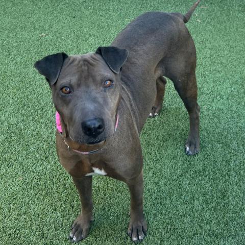 Negrita, an adoptable Shar-Pei, Mixed Breed in Phoenix, AZ, 85028 | Photo Image 2