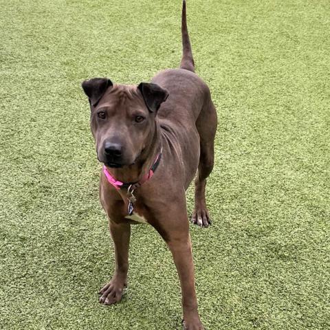 Negrita, an adoptable Shar-Pei, Mixed Breed in Phoenix, AZ, 85028 | Photo Image 2