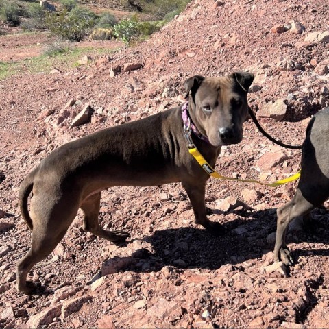 Negrita, an adoptable Shar-Pei, Mixed Breed in Phoenix, AZ, 85028 | Photo Image 3