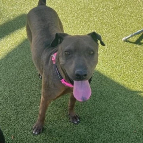 Negrita, an adoptable Shar-Pei, Mixed Breed in Phoenix, AZ, 85028 | Photo Image 3