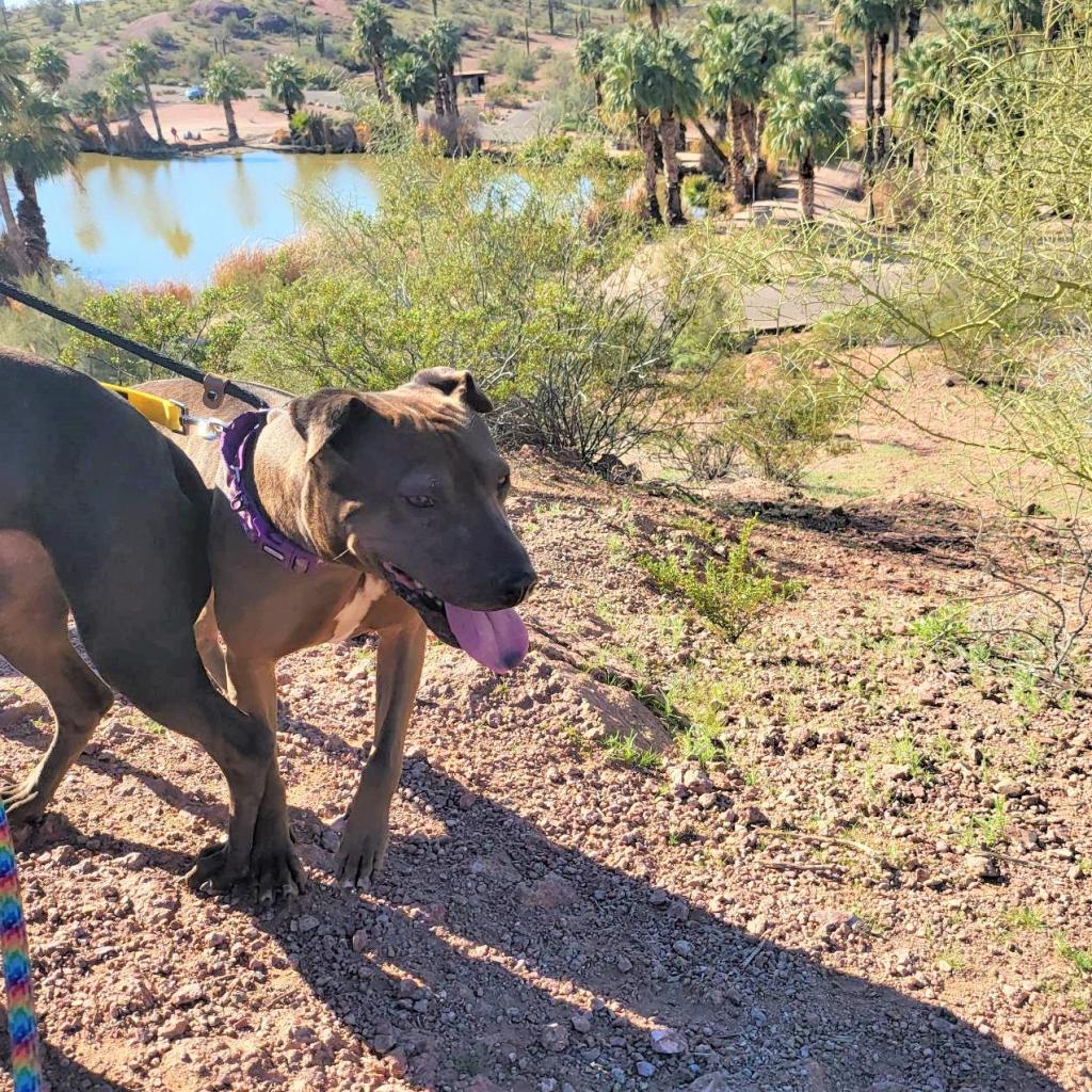 Negrita, an adoptable Shar-Pei, Mixed Breed in Phoenix, AZ, 85028 | Photo Image 3