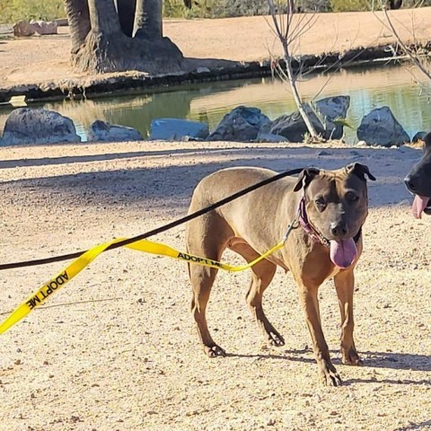 Negrita, an adoptable Shar-Pei, Mixed Breed in Phoenix, AZ, 85028 | Photo Image 4