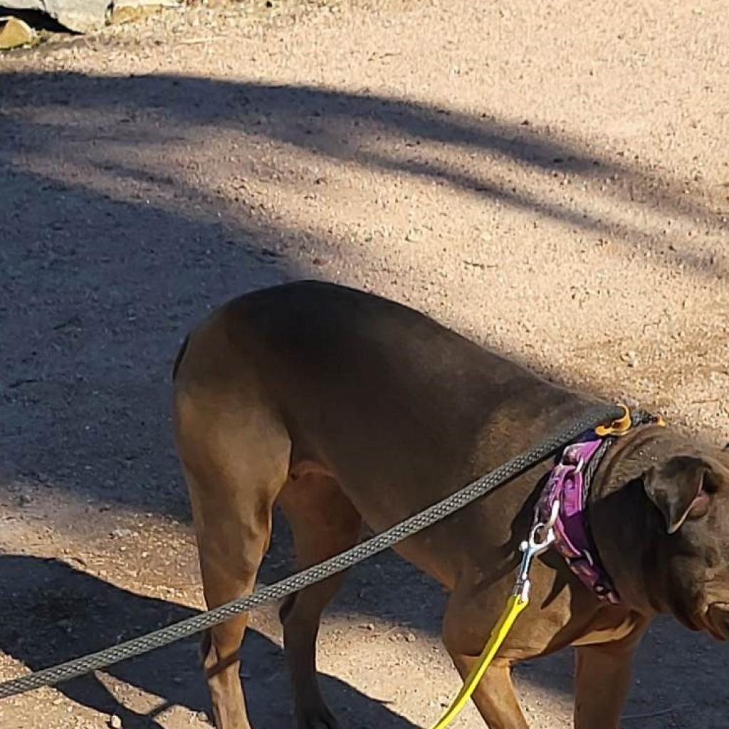 Negrita, an adoptable Shar-Pei, Mixed Breed in Phoenix, AZ, 85028 | Photo Image 4