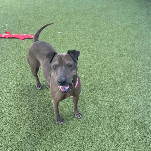 Negrita, an adoptable Shar-Pei, Mixed Breed in Phoenix, AZ, 85028 | Photo Image 5