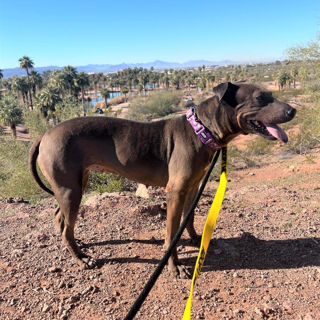 Negrita, an adoptable Shar-Pei, Mixed Breed in Phoenix, AZ, 85028 | Photo Image 5