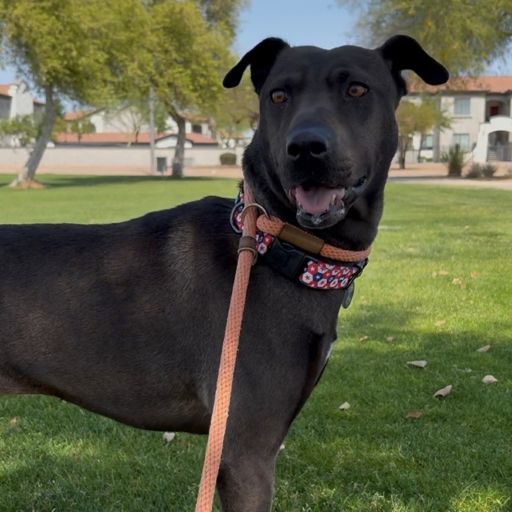 Lia, an adoptable Shar-Pei, Mixed Breed in Phoenix, AZ, 85028 | Photo Image 1