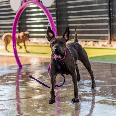 Lia, an adoptable Shar-Pei, Mixed Breed in Phoenix, AZ, 85028 | Photo Image 2