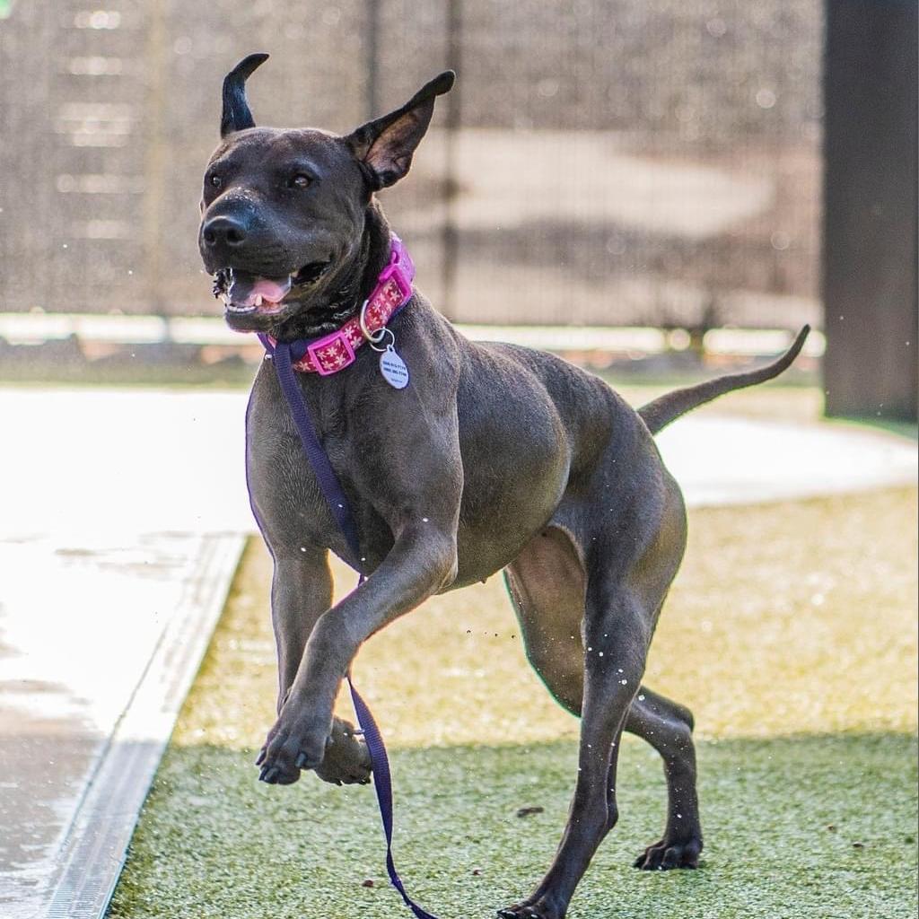 Lia, an adoptable Shar-Pei, Mixed Breed in Phoenix, AZ, 85028 | Photo Image 2