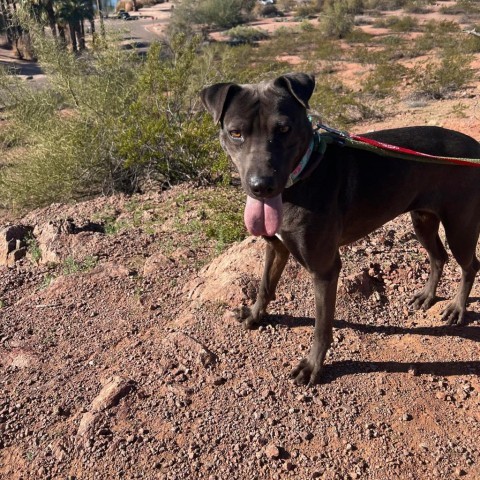 Lia, an adoptable Shar-Pei, Mixed Breed in Phoenix, AZ, 85028 | Photo Image 3