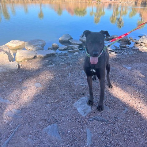 Lia, an adoptable Shar-Pei, Mixed Breed in Phoenix, AZ, 85028 | Photo Image 4