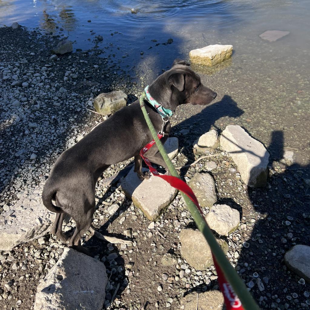 Lia, an adoptable Shar-Pei, Mixed Breed in Phoenix, AZ, 85028 | Photo Image 4