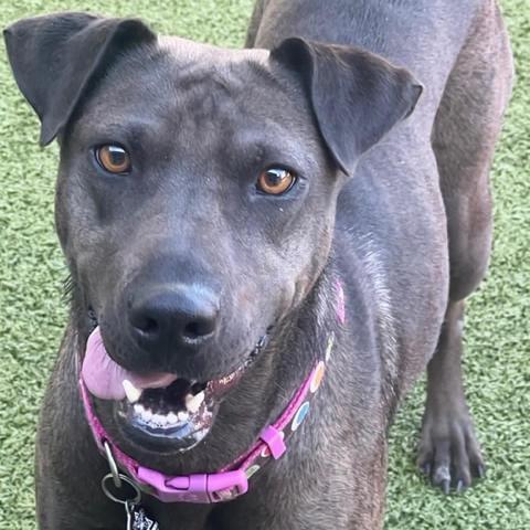 Lia, an adoptable Shar-Pei, Mixed Breed in Phoenix, AZ, 85028 | Photo Image 5