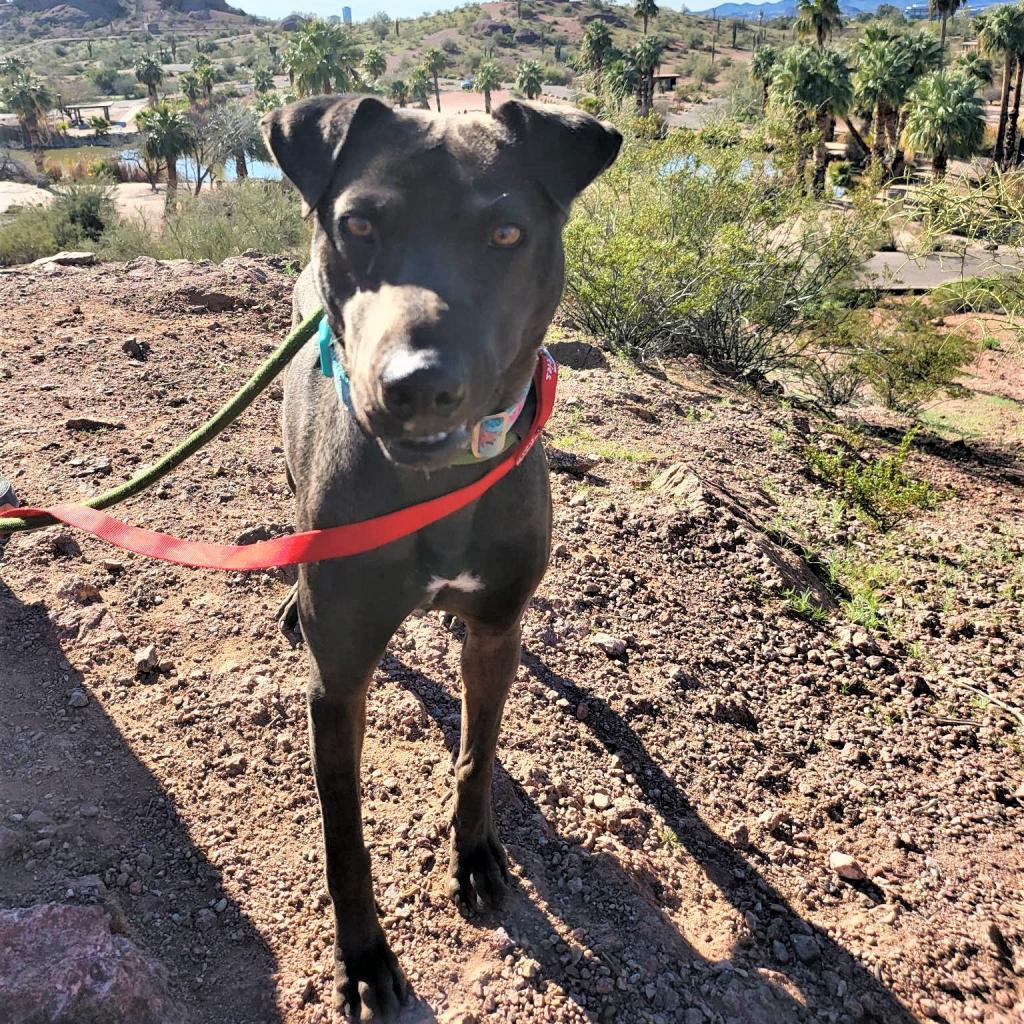 Lia, an adoptable Shar-Pei, Mixed Breed in Phoenix, AZ, 85028 | Photo Image 5