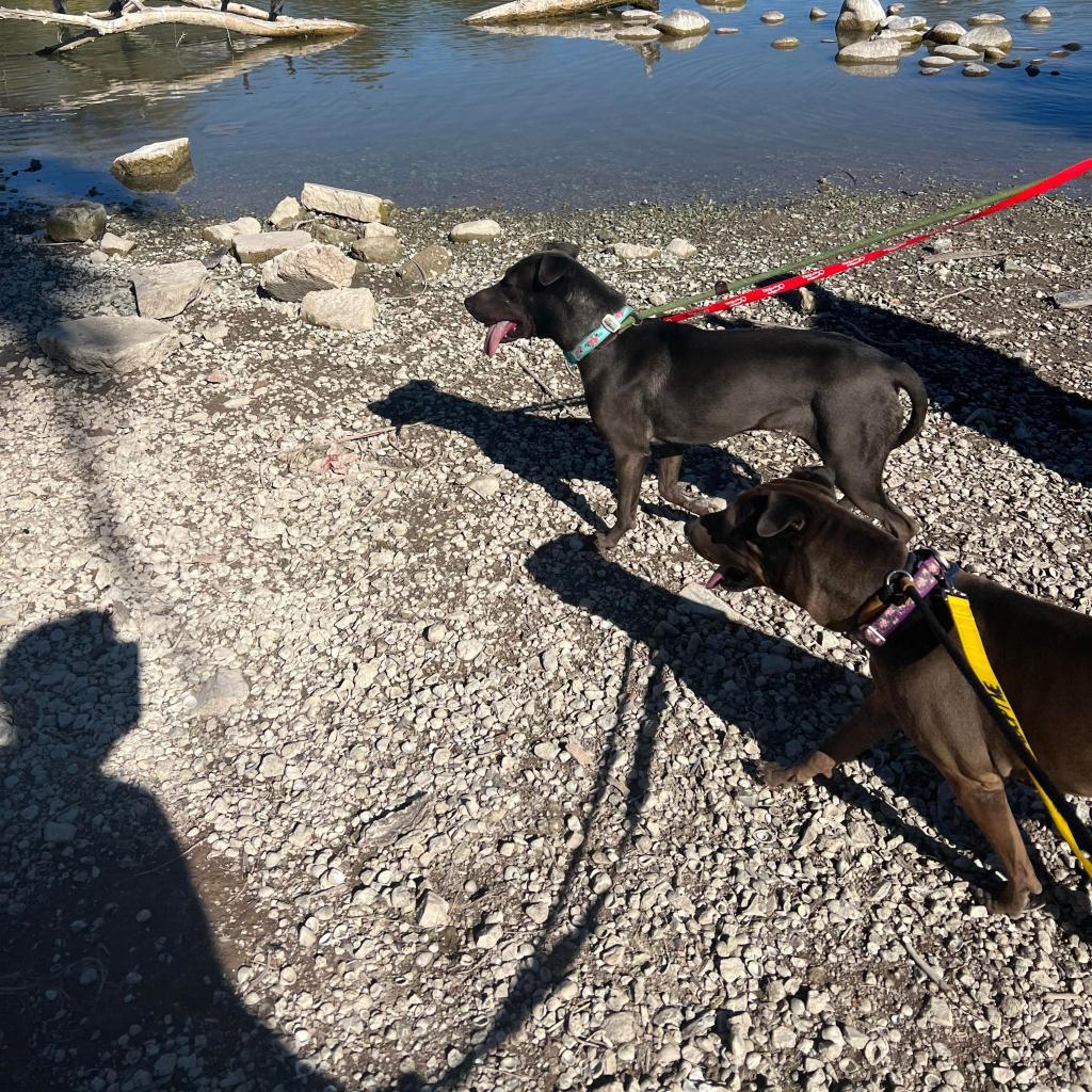 Lia, an adoptable Shar-Pei, Mixed Breed in Phoenix, AZ, 85028 | Photo Image 5