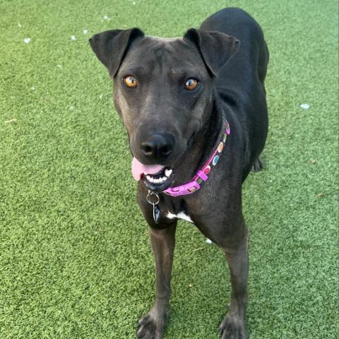 Lia, an adoptable Shar-Pei, Mixed Breed in Phoenix, AZ, 85028 | Photo Image 6