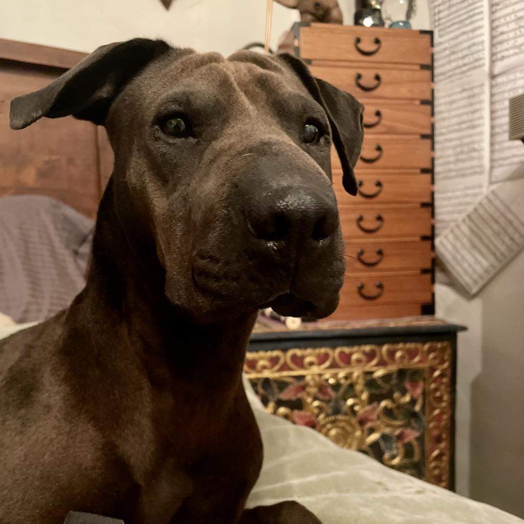 Joss, an adoptable Shar-Pei, Mixed Breed in Phoenix, AZ, 85028 | Photo Image 1