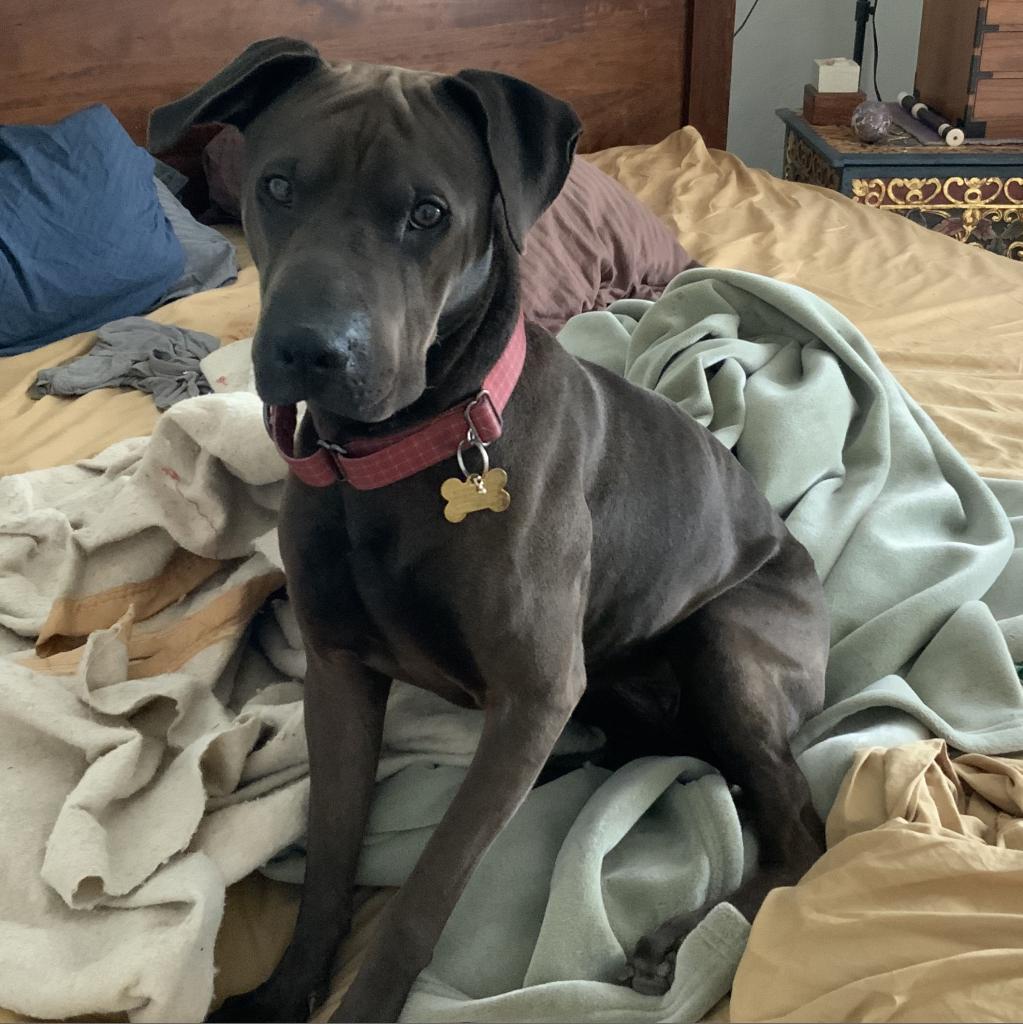 Joss, an adoptable Shar-Pei, Mixed Breed in Phoenix, AZ, 85028 | Photo Image 2