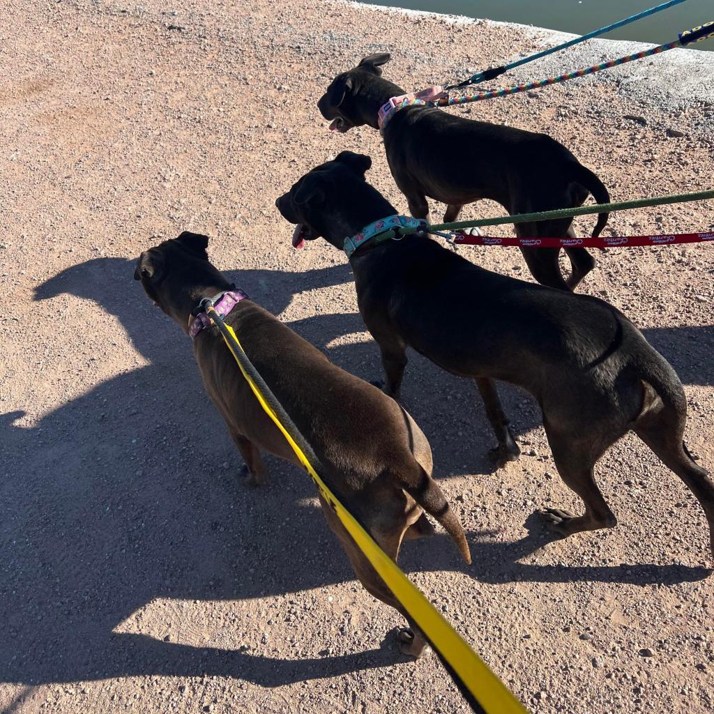 Joss, an adoptable Shar-Pei, Mixed Breed in Phoenix, AZ, 85028 | Photo Image 4