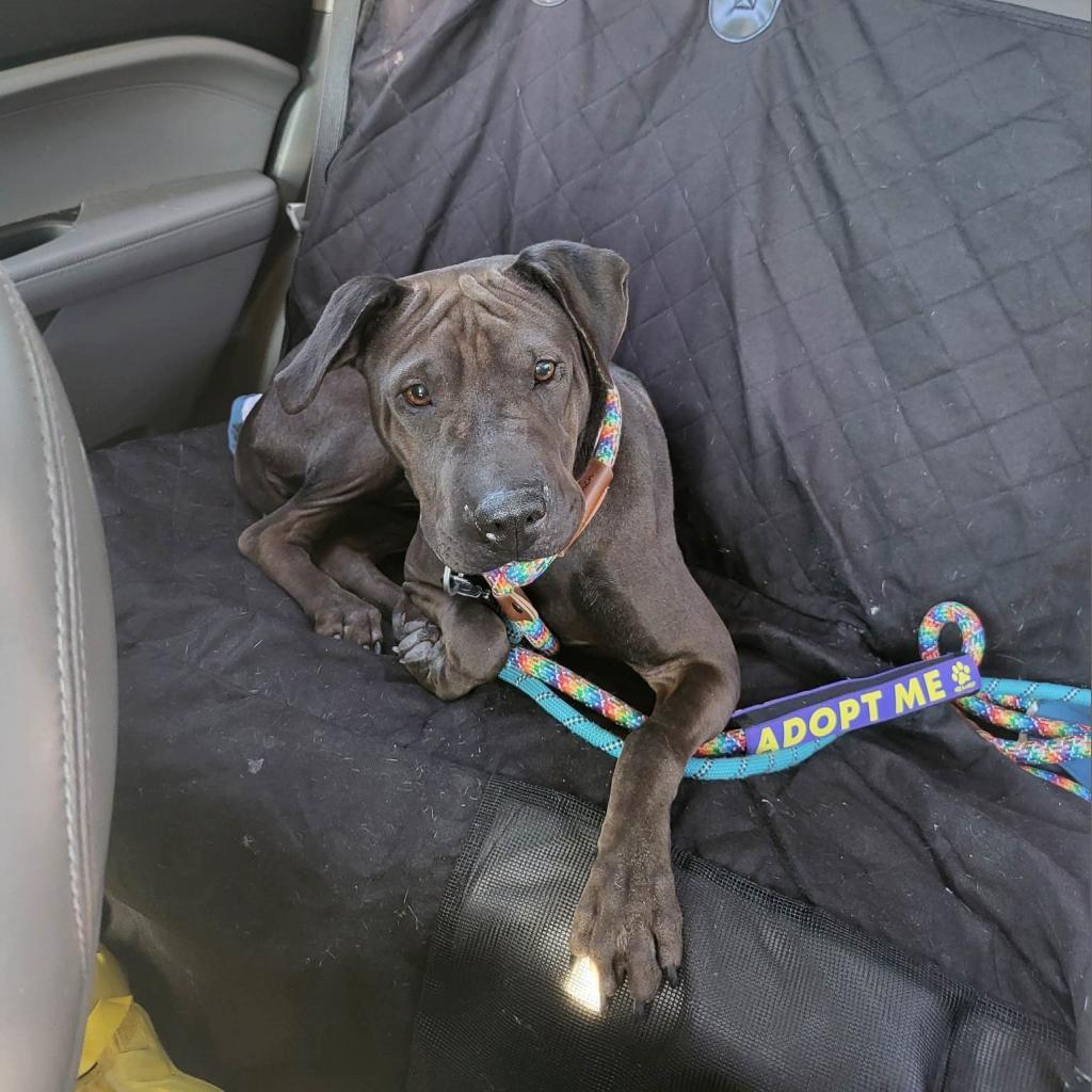 Joss, an adoptable Shar-Pei, Mixed Breed in Phoenix, AZ, 85028 | Photo Image 6