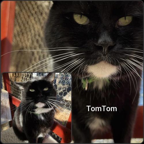 TomTom, an adoptable Domestic Short Hair in Carson City, NV, 89701 | Photo Image 1