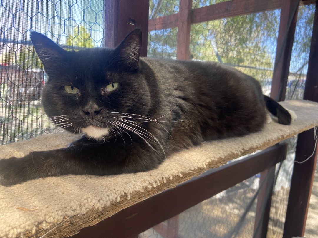 TomTom, an adoptable Domestic Short Hair in Carson City, NV, 89701 | Photo Image 3