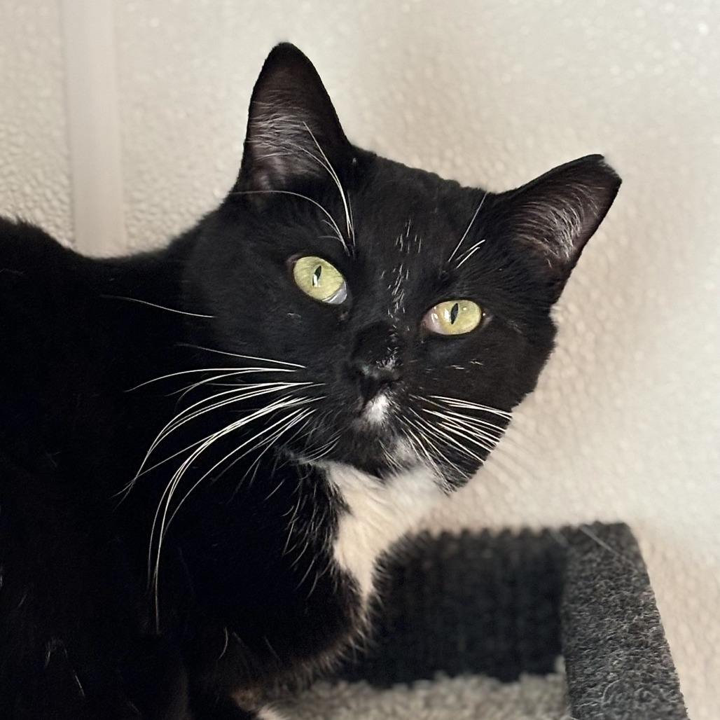 Veronica, an adoptable Domestic Short Hair in Brighton, MO, 65617 | Photo Image 1