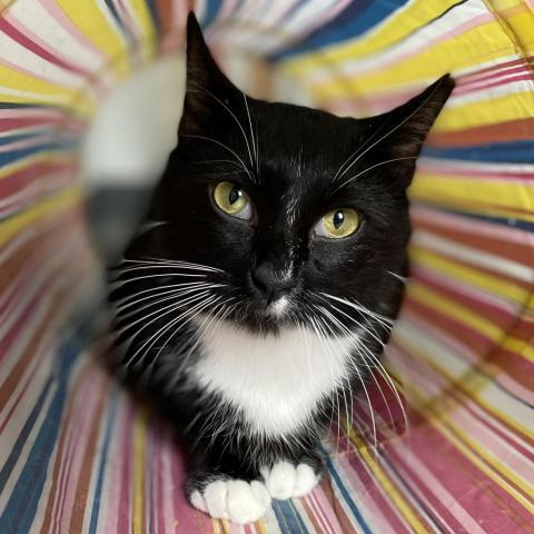 Veronica, an adoptable Domestic Short Hair in Brighton, MO, 65617 | Photo Image 3