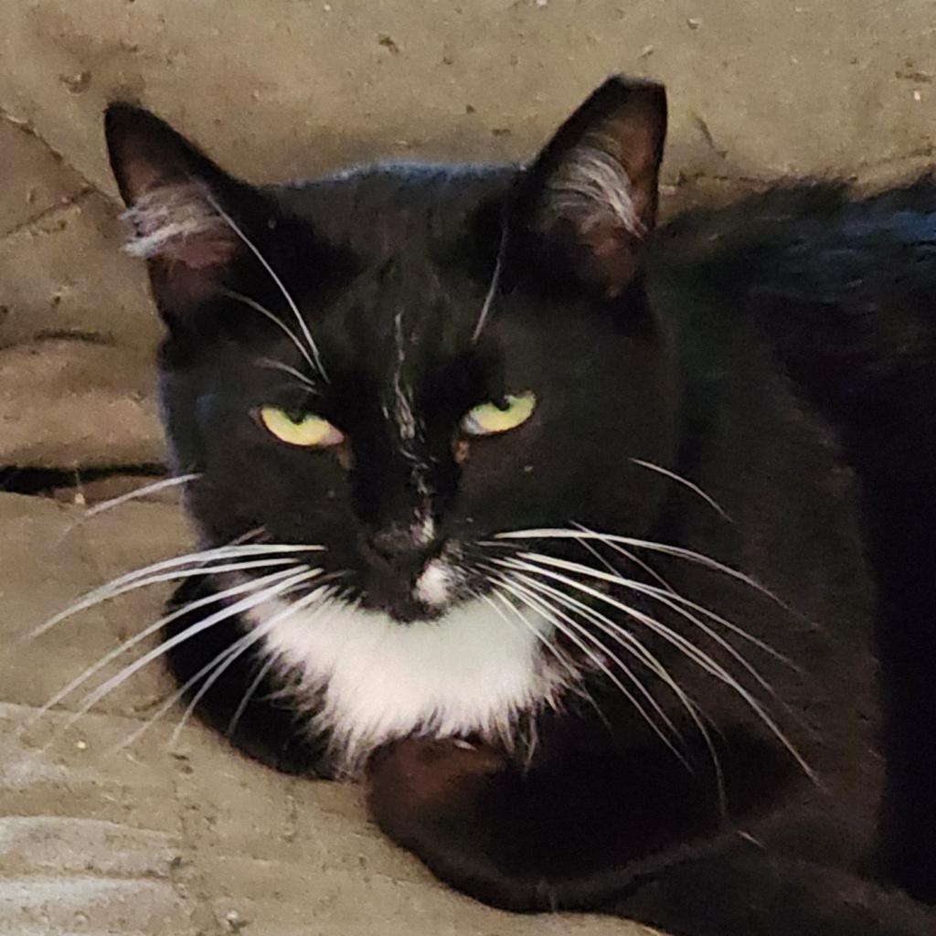 Veronica, an adoptable Domestic Short Hair in Brighton, MO, 65617 | Photo Image 3