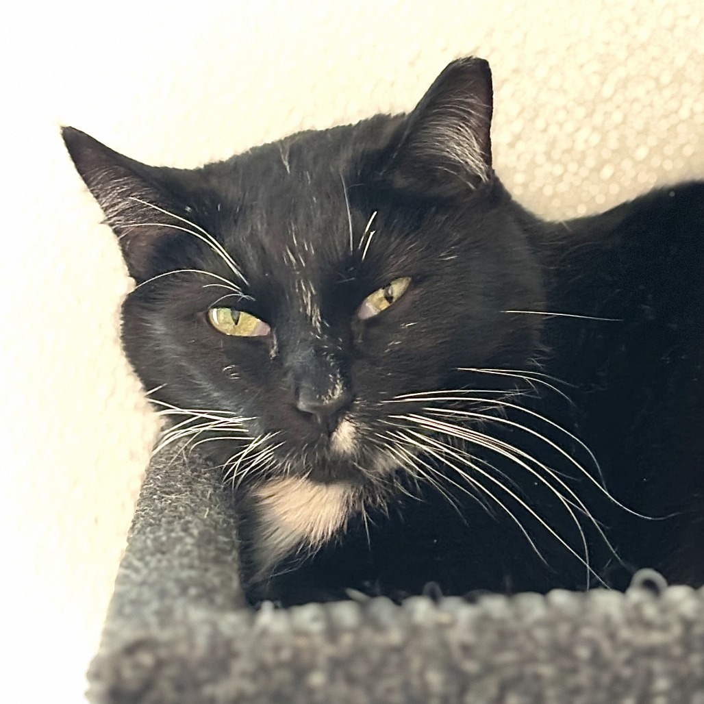 Veronica, an adoptable Domestic Short Hair in Brighton, MO, 65617 | Photo Image 4