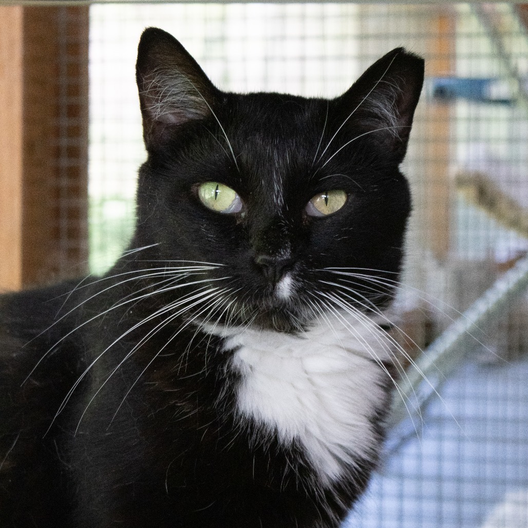 Veronica, an adoptable Domestic Short Hair in Brighton, MO, 65617 | Photo Image 6