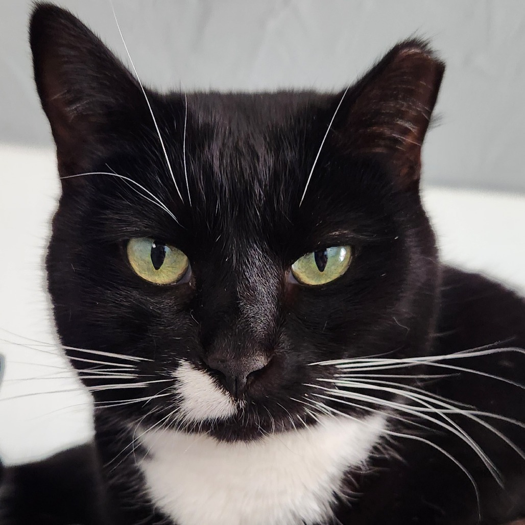 Marcie, an adoptable Domestic Short Hair in Brighton, MO, 65617 | Photo Image 1