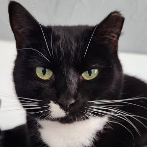 Marcie, Adult Female Domestic Short Hair