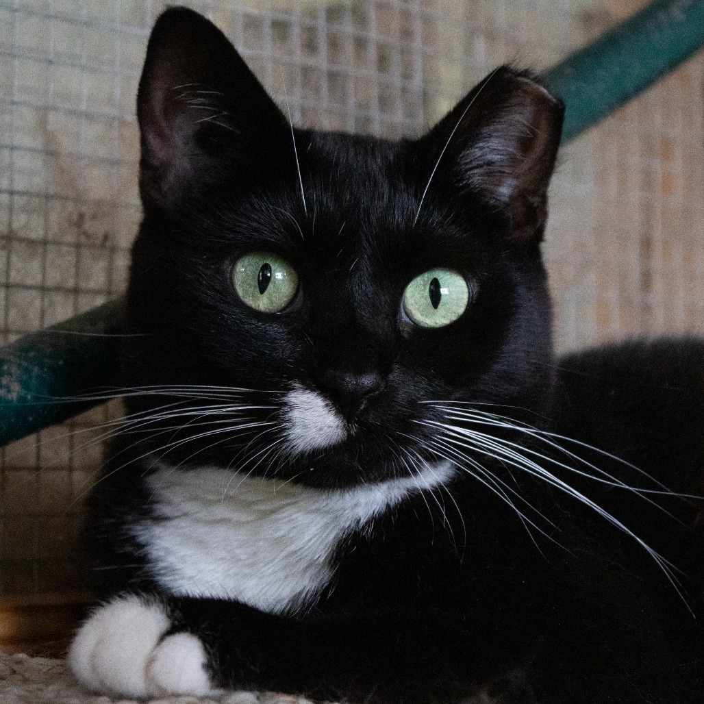 Marcie, an adoptable Domestic Short Hair in Brighton, MO, 65617 | Photo Image 1
