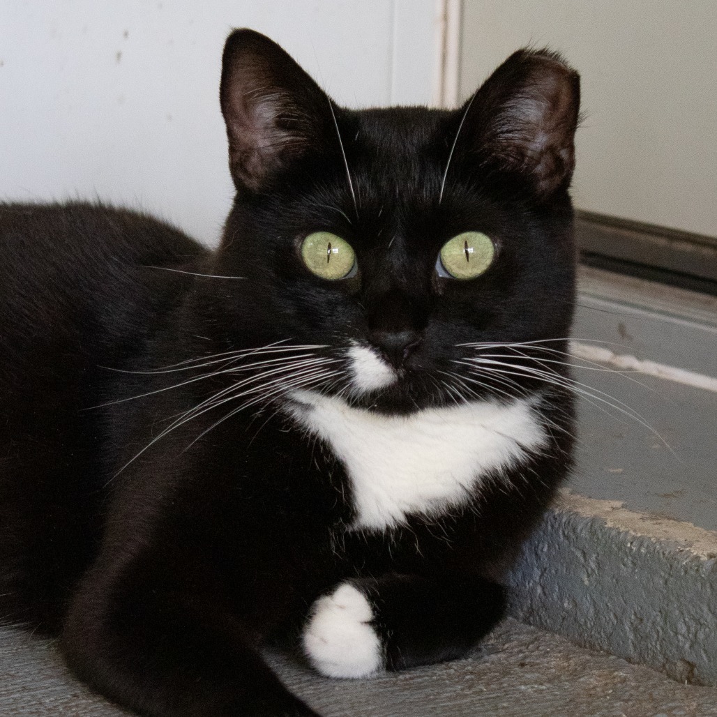 Marcie, an adoptable Domestic Short Hair in Brighton, MO, 65617 | Photo Image 5