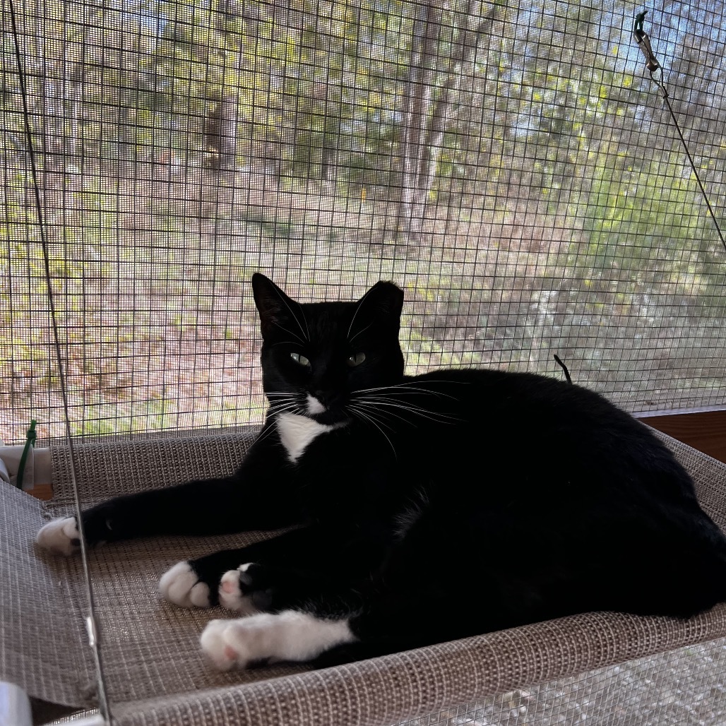 Marcie, an adoptable Domestic Short Hair in Brighton, MO, 65617 | Photo Image 6