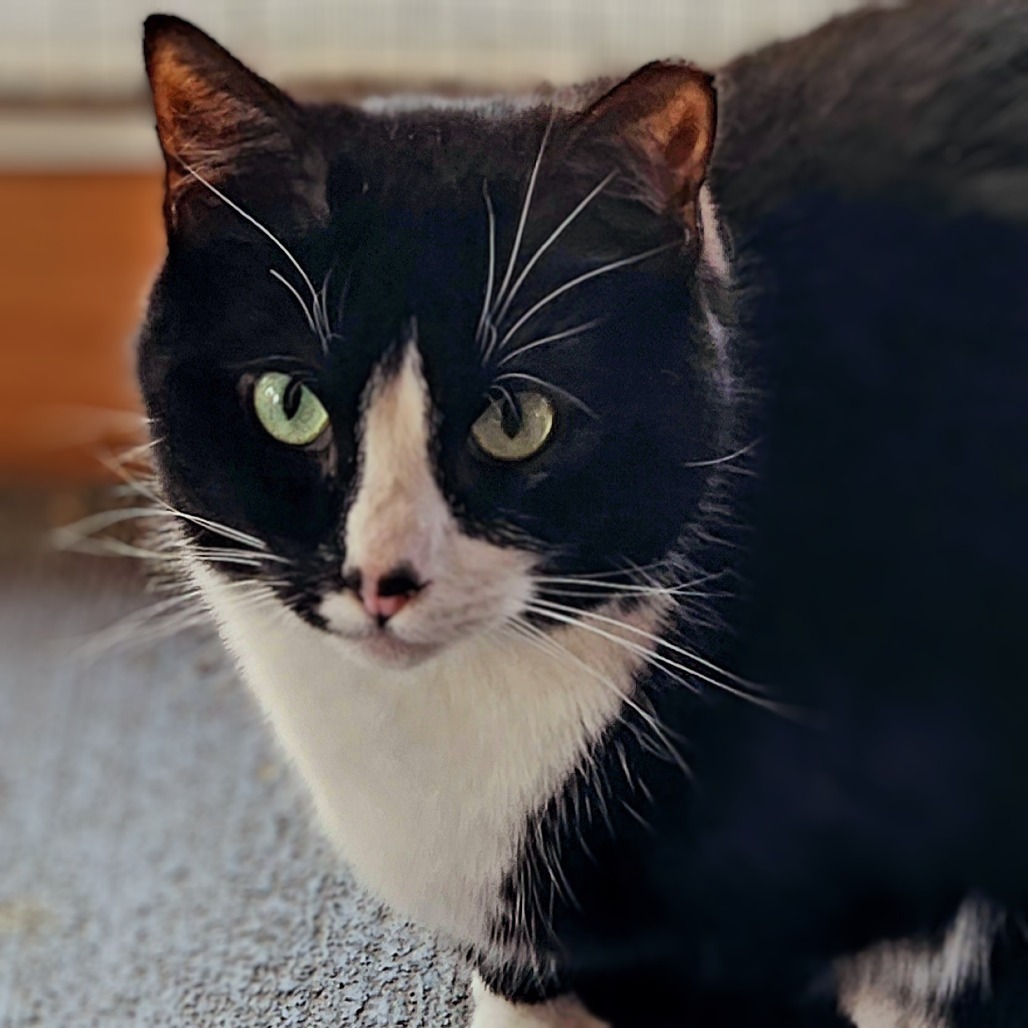 Speckle, an adoptable Domestic Short Hair in Brighton, MO, 65617 | Photo Image 1