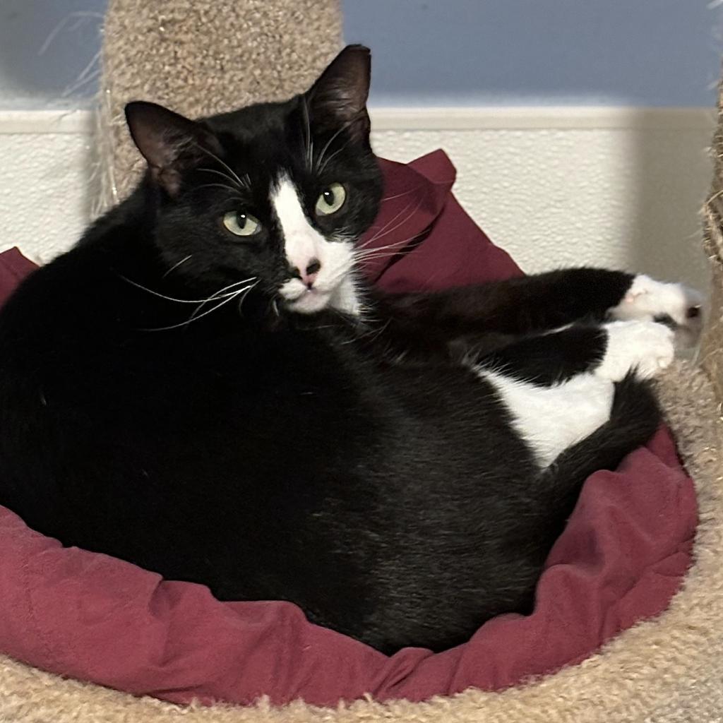 Speckle, an adoptable Domestic Short Hair in Brighton, MO, 65617 | Photo Image 1