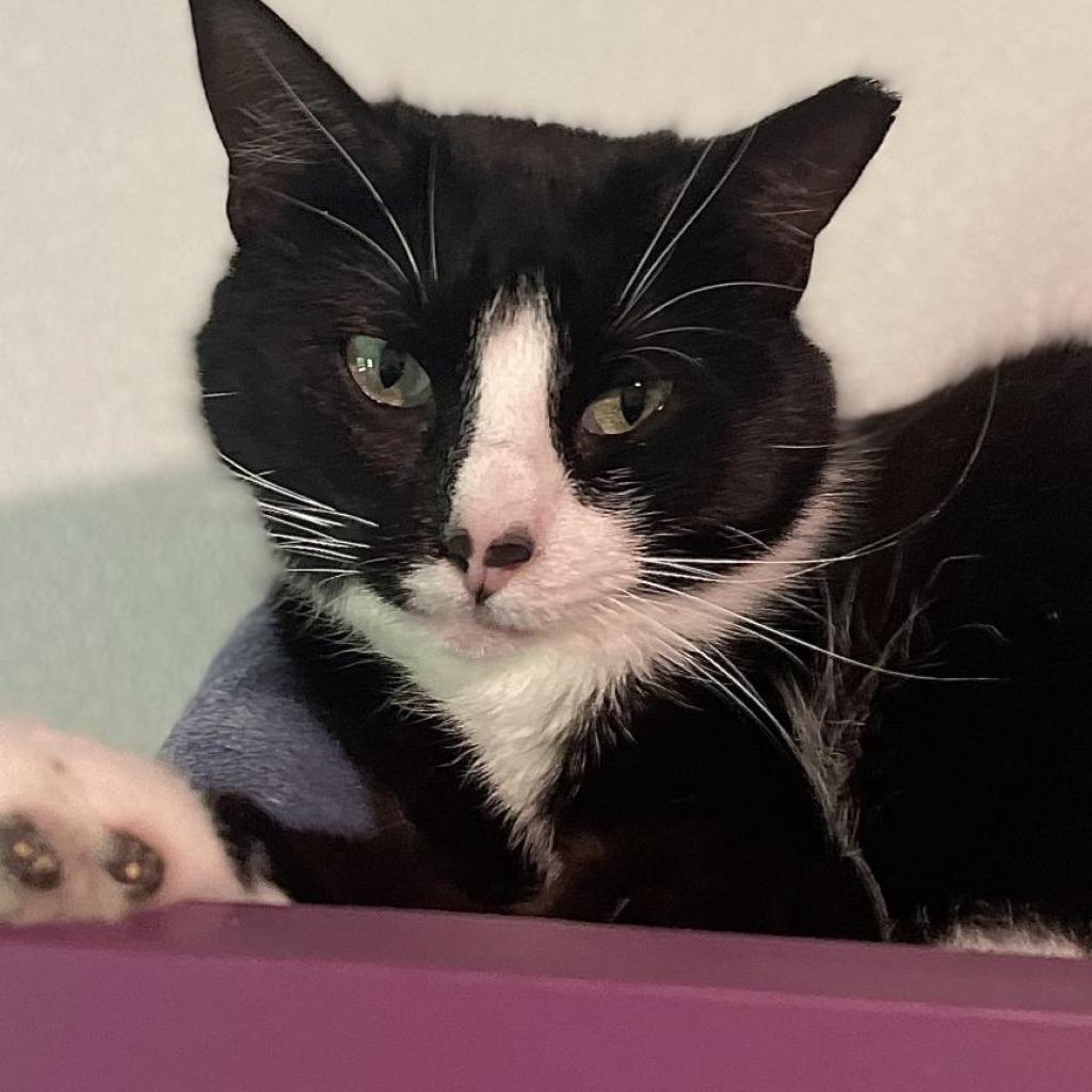 Speckle, an adoptable Domestic Short Hair in Brighton, MO, 65617 | Photo Image 2