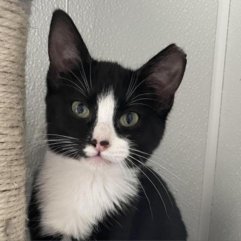 Speckle, an adoptable Domestic Short Hair in Brighton, MO, 65617 | Photo Image 3