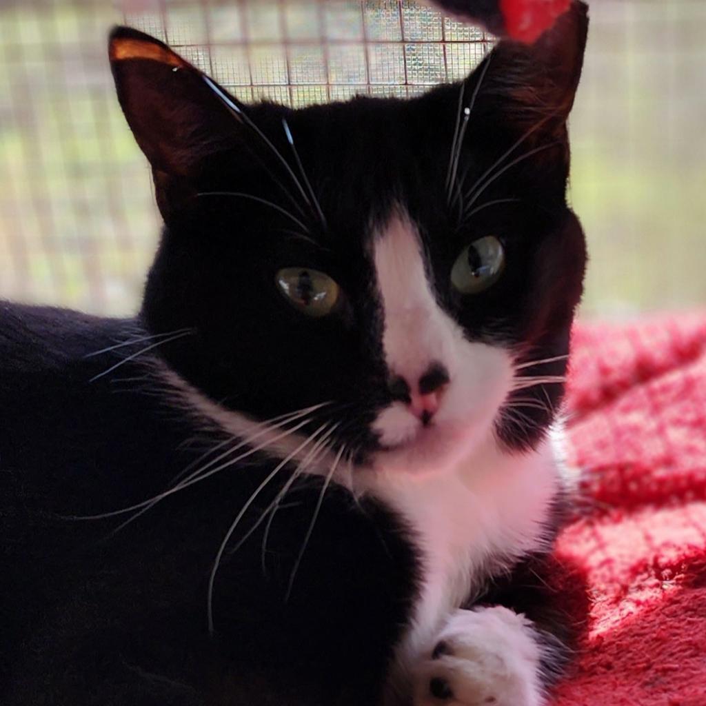 Speckle, an adoptable Domestic Short Hair in Brighton, MO, 65617 | Photo Image 3