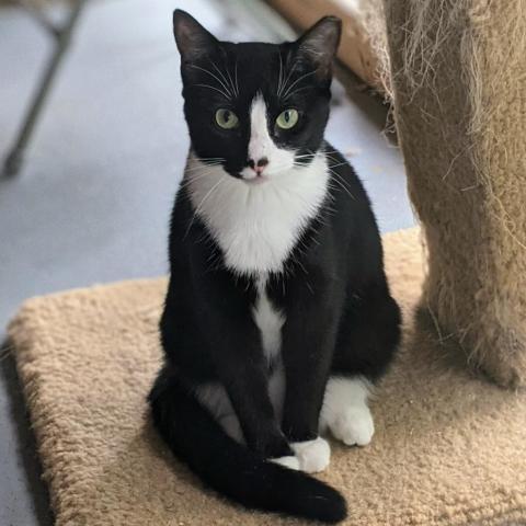 Speckle, an adoptable Domestic Short Hair in Brighton, MO, 65617 | Photo Image 4