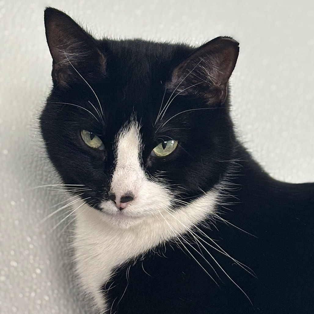 Speckle, an adoptable Domestic Short Hair in Brighton, MO, 65617 | Photo Image 4